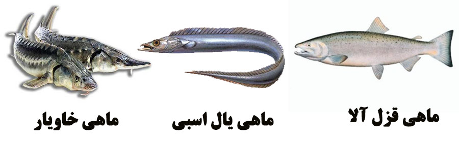 سه-ماهی-صادراتی-کشور